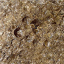 FossilLS